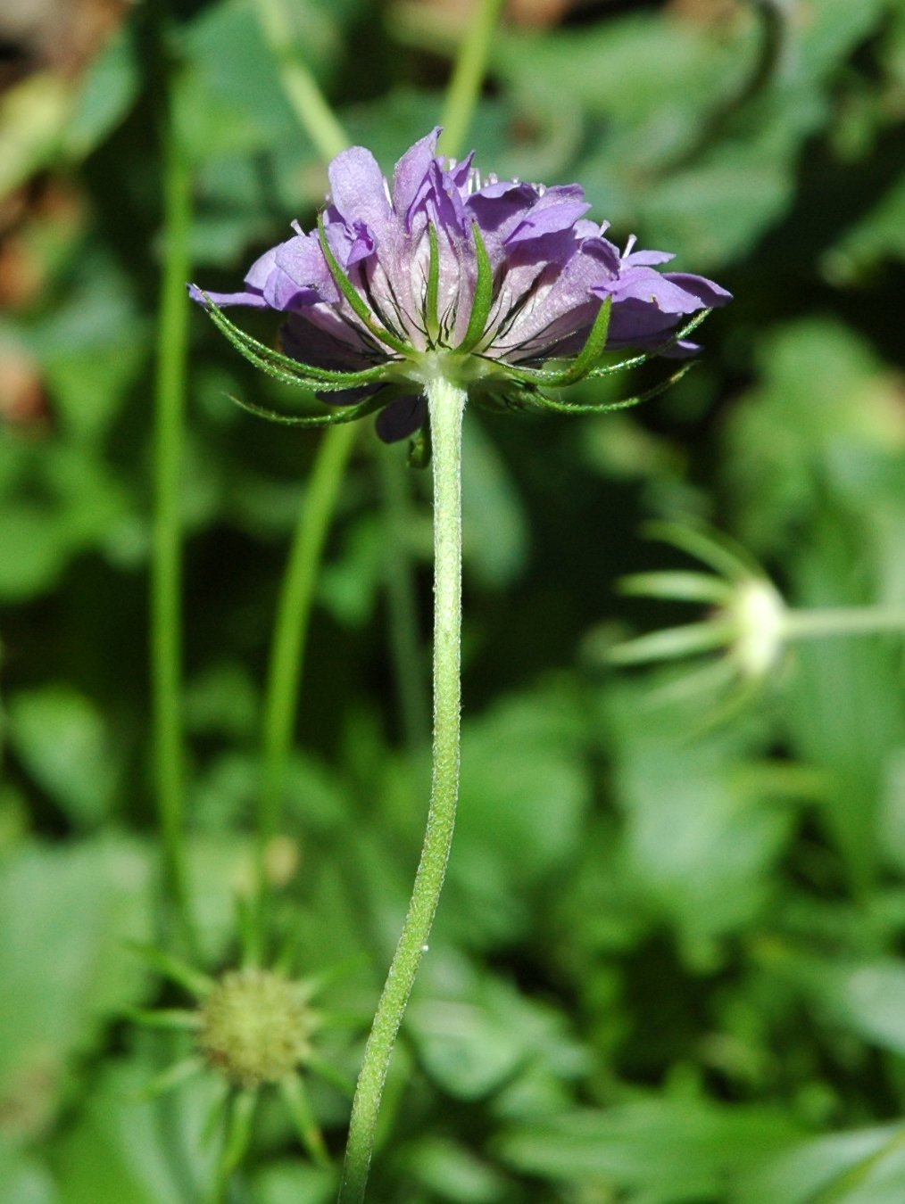 Scabiosa 1608d e